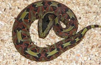 Rhinoceros Viper, Bitis nasicornis