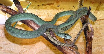 Green Mamba, Dendroaspis viridis