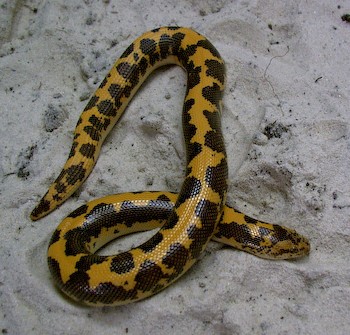 Saharan Sand Boa, Gongylophis muelleri