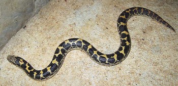 Saharan Sand Boa, Gongylophis muelleri